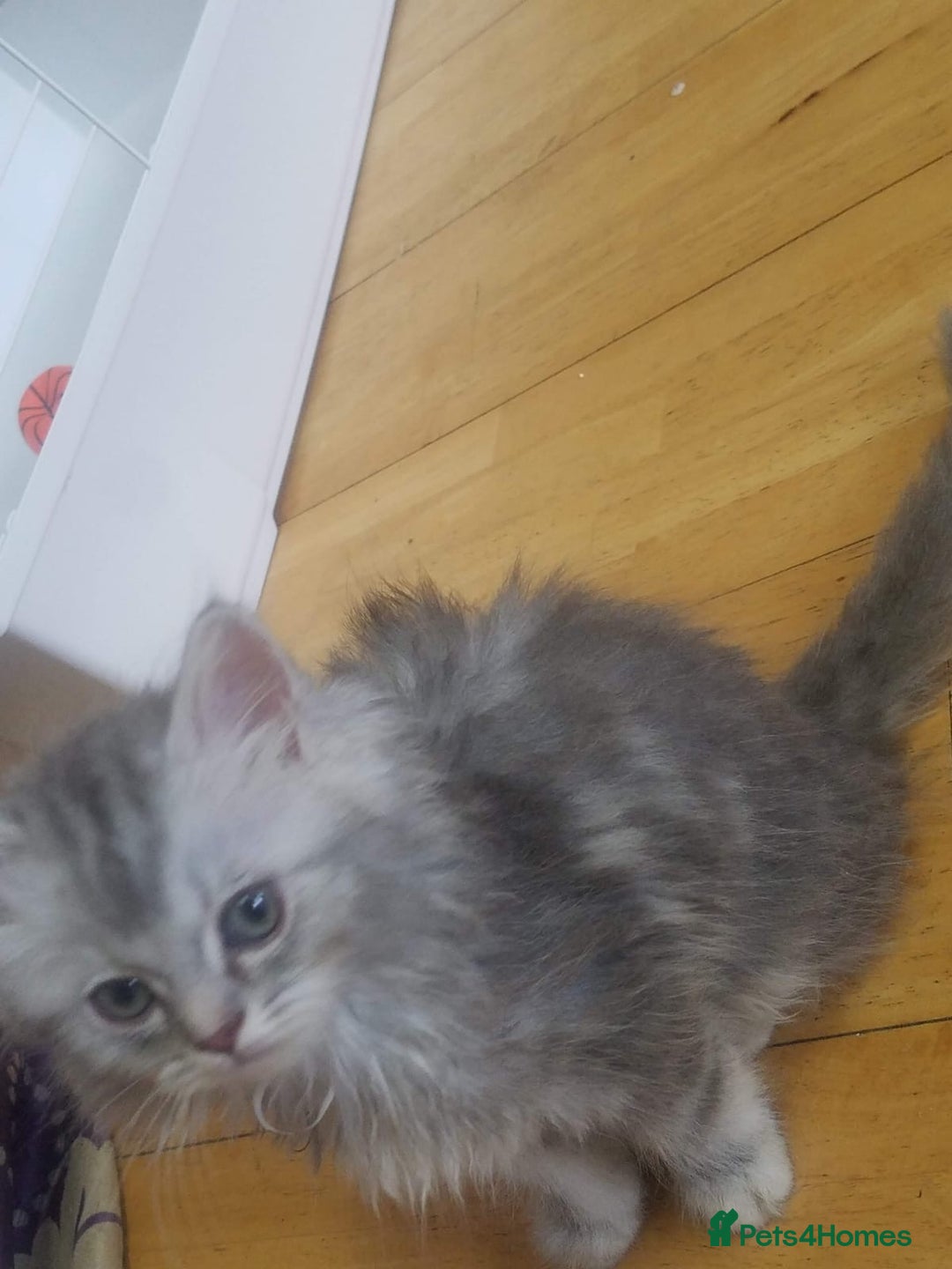 Mixed Breed cats for sale: 1 boy and 1 girl kitten - Image 2