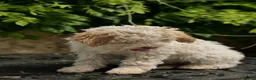 Lagotto Romagnolo dogs for sale: Lagotto Romagnolo - Advert 20