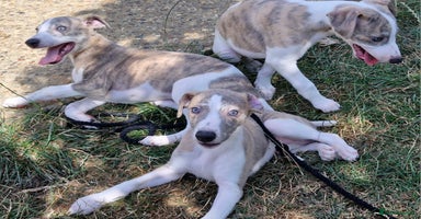 Whippet dogs - Advert 1