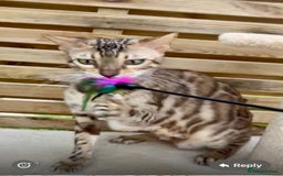 Bengal cats for sale: Active TICA Reg. Bengal Queen Sepia & Blue Carrier - Image 5