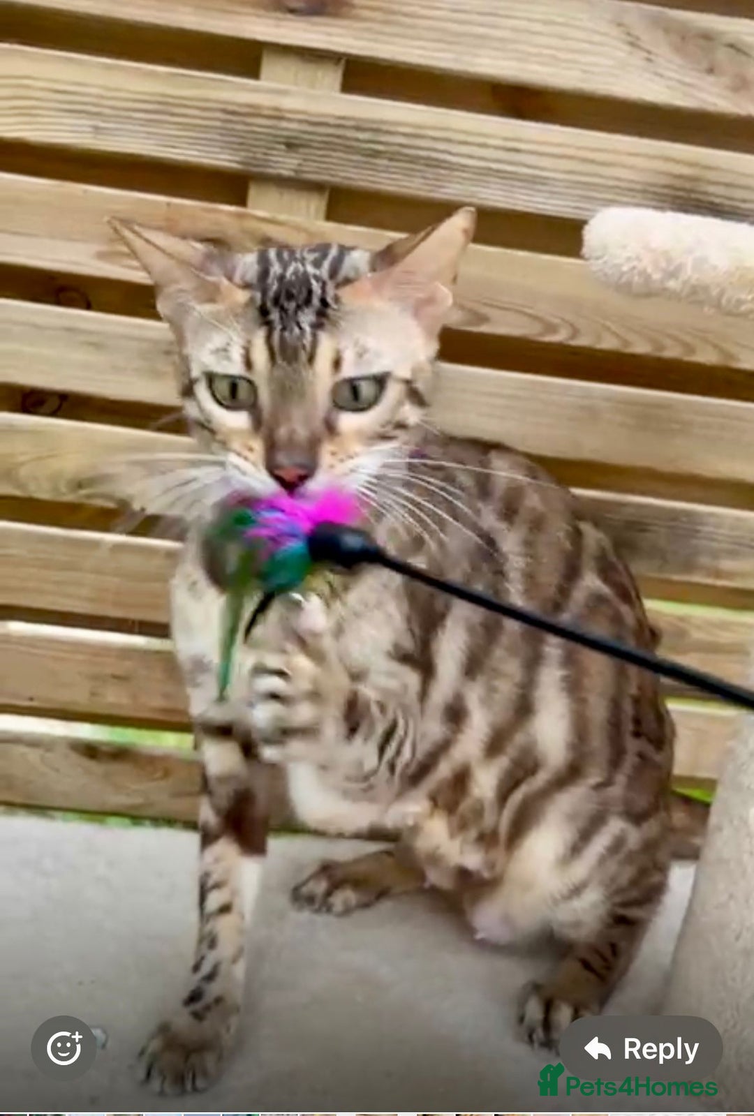 Bengal cats for sale: Active TICA Reg. Bengal Queen Sepia & Blue Carrier - Image 5