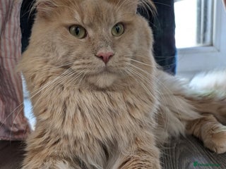 Maine Coon cats in Frome - Advert 4