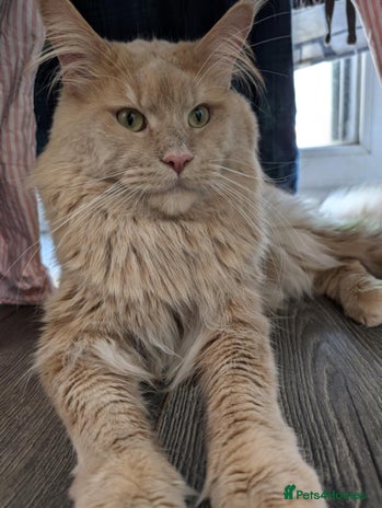 Maine Coon cats TICA Reg Maine Coon for Stud Service! in Frome - Advert 3