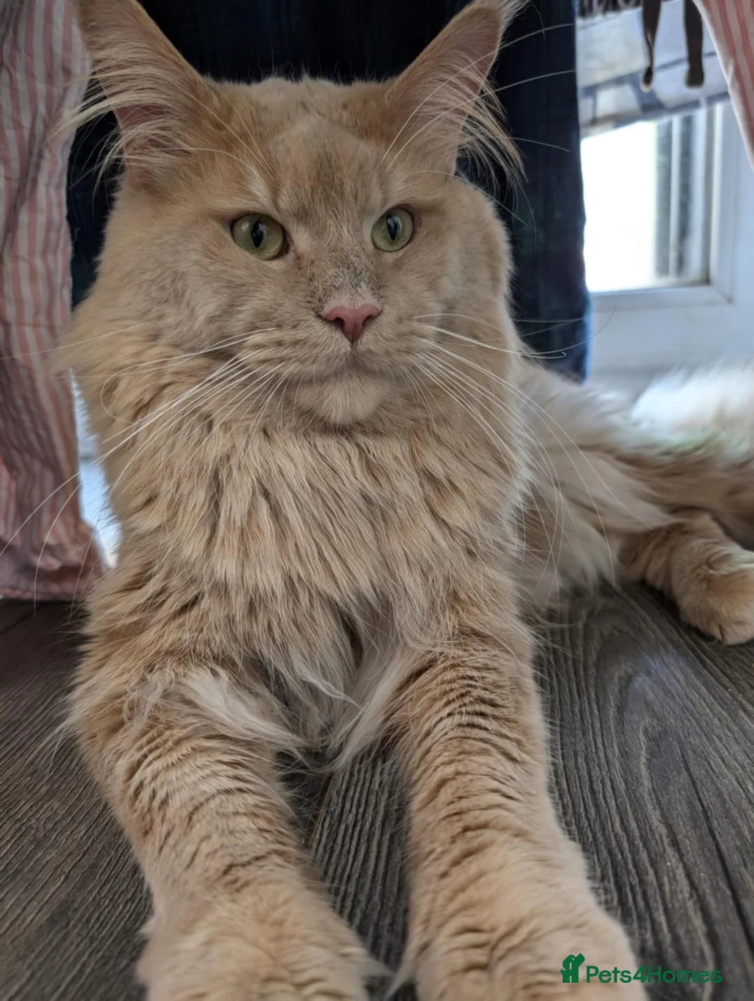 Maine Coon cats for stud: TICA Reg Maine Coon for Stud Service! in Frome - Advert 1