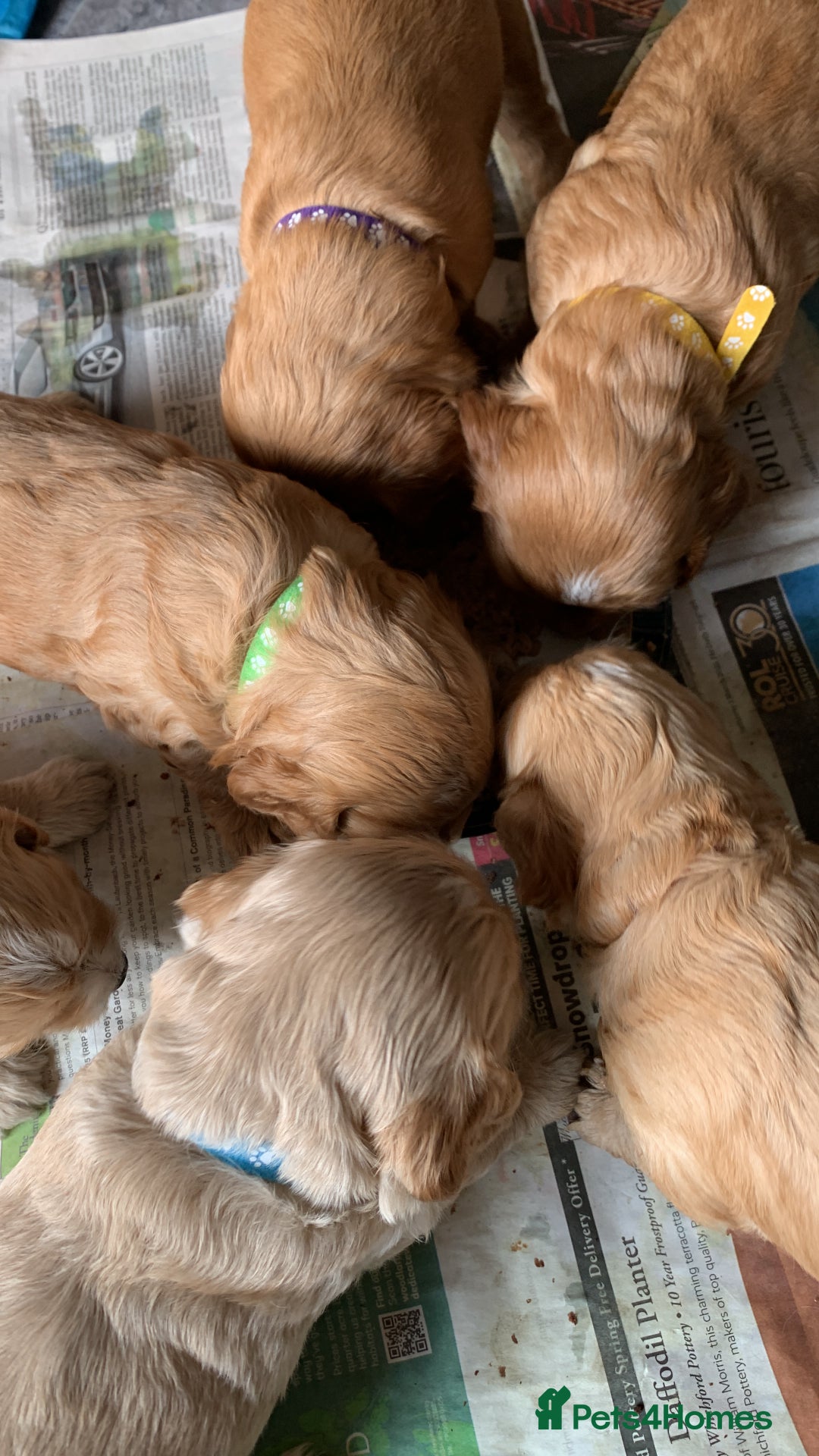 Cockapoo dogs for sale: Cockapoo puppies - Image 25