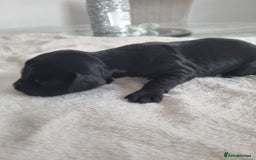 Cocker Spaniel dogs for sale: Stunning litter of cocker spaniels  - Image 10