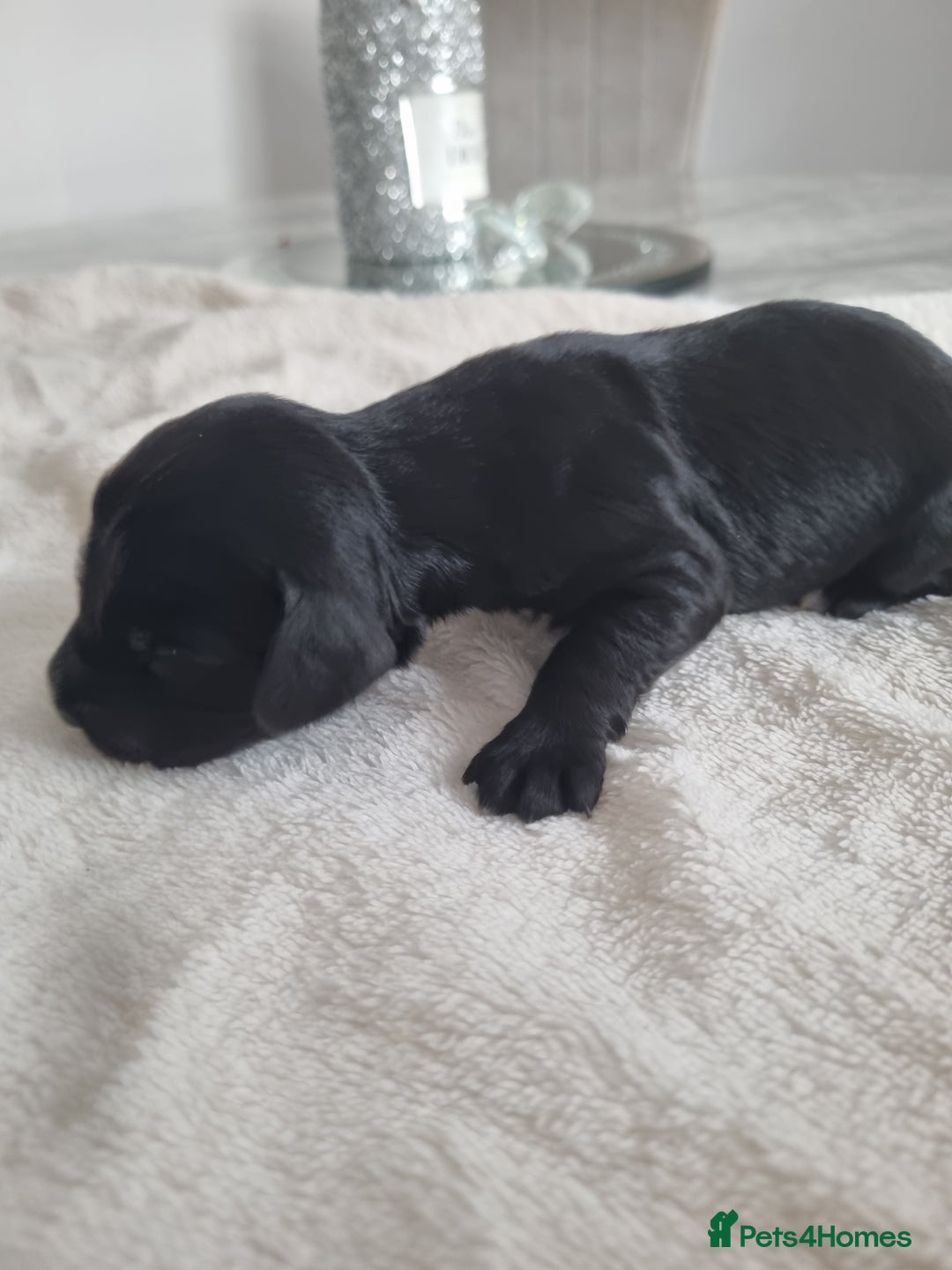 Cocker Spaniel dogs for sale: Stunning litter of cocker spaniels  - Image 10