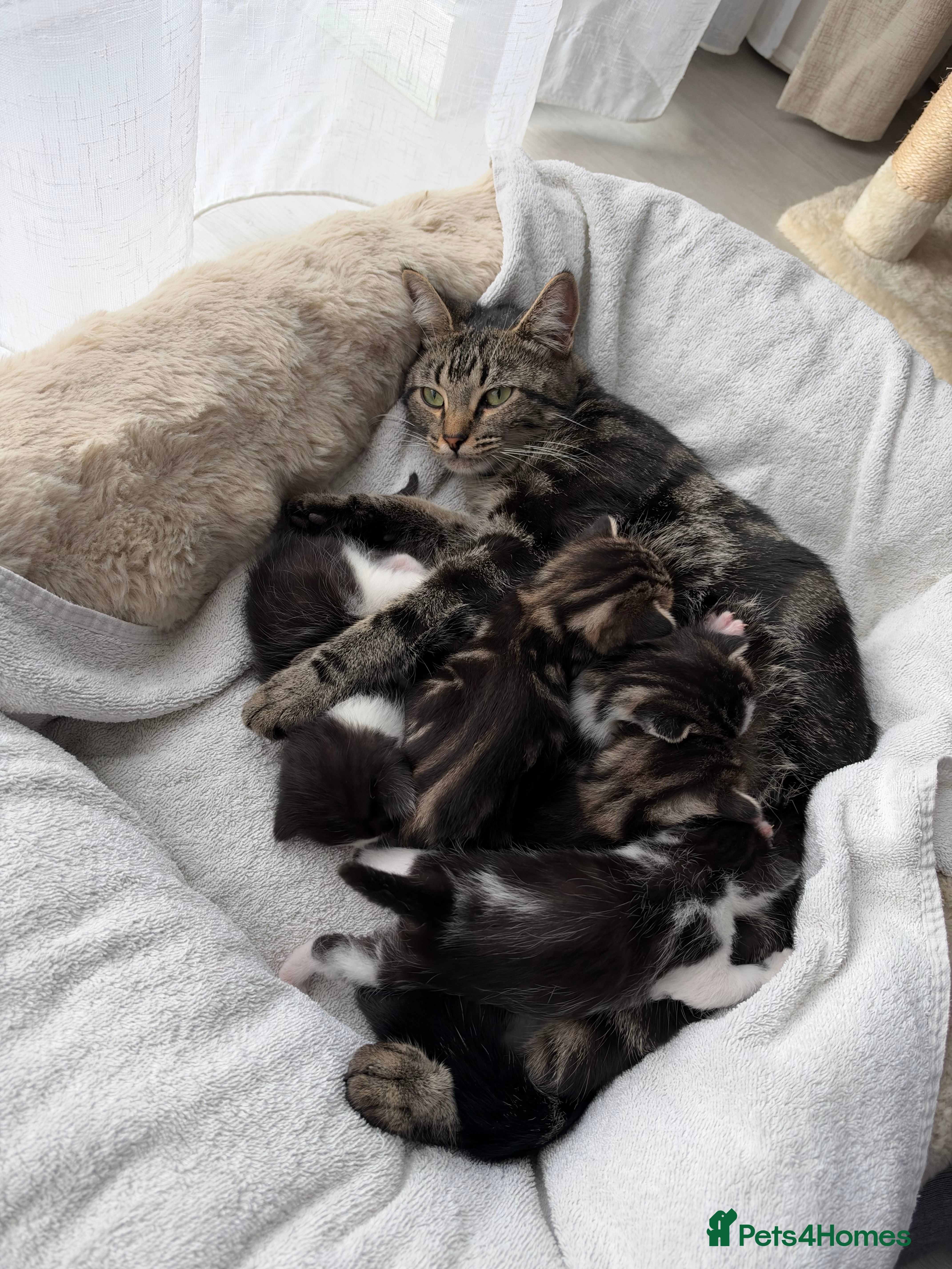 Domestic Shorthair cats for sale: 5 beautiful kittens ready for homes, from 21st Nov - Advert 13