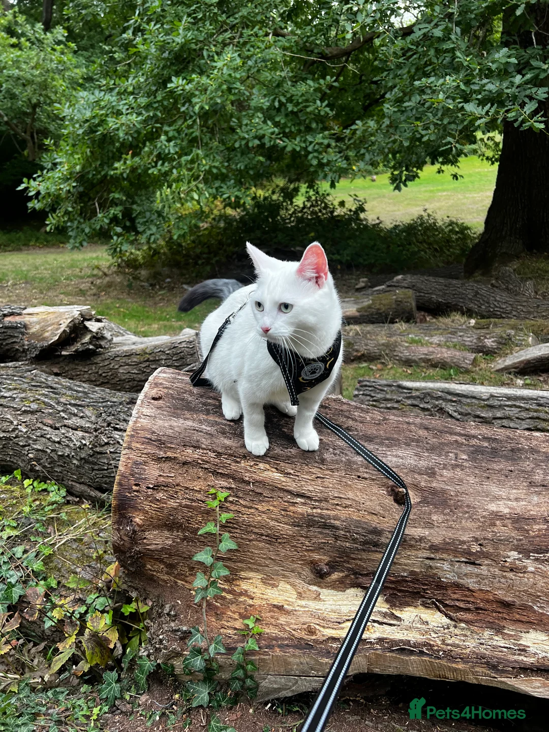 Domestic Shorthair cats for sale: Beautiful Friendly Spayed Female Cats - Advert 9