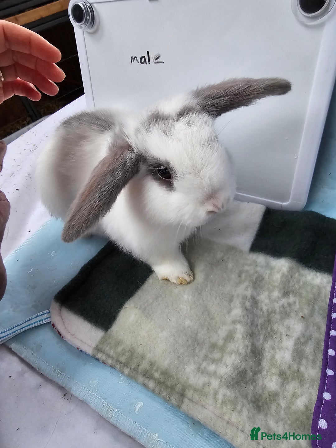 Mini Lop rabbits for sale: ✨️Mini Lop Litter✨️ - Advert 9