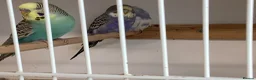 Budgerigars birds for sale: New baby budgies  - Advert 10