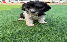 Mixed Breed dogs for sale: 7 stunning cockerjack puppies  - Image 6