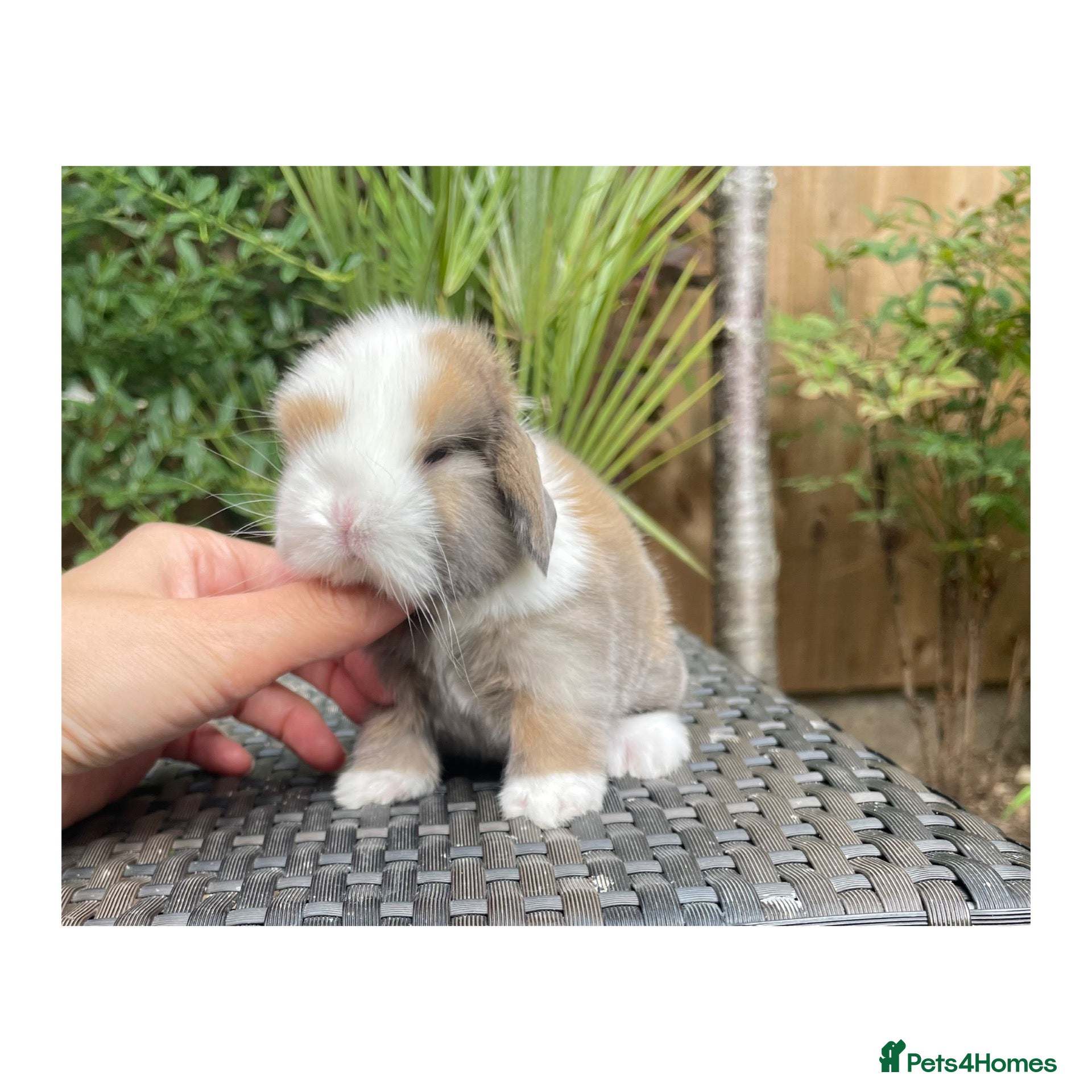 Mini Lop rabbits Beautiful mini lops  - Advert 1