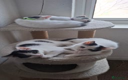 Mixed Breed cats for sale: Cute Furry Friends Ready to find new home. - Image 17