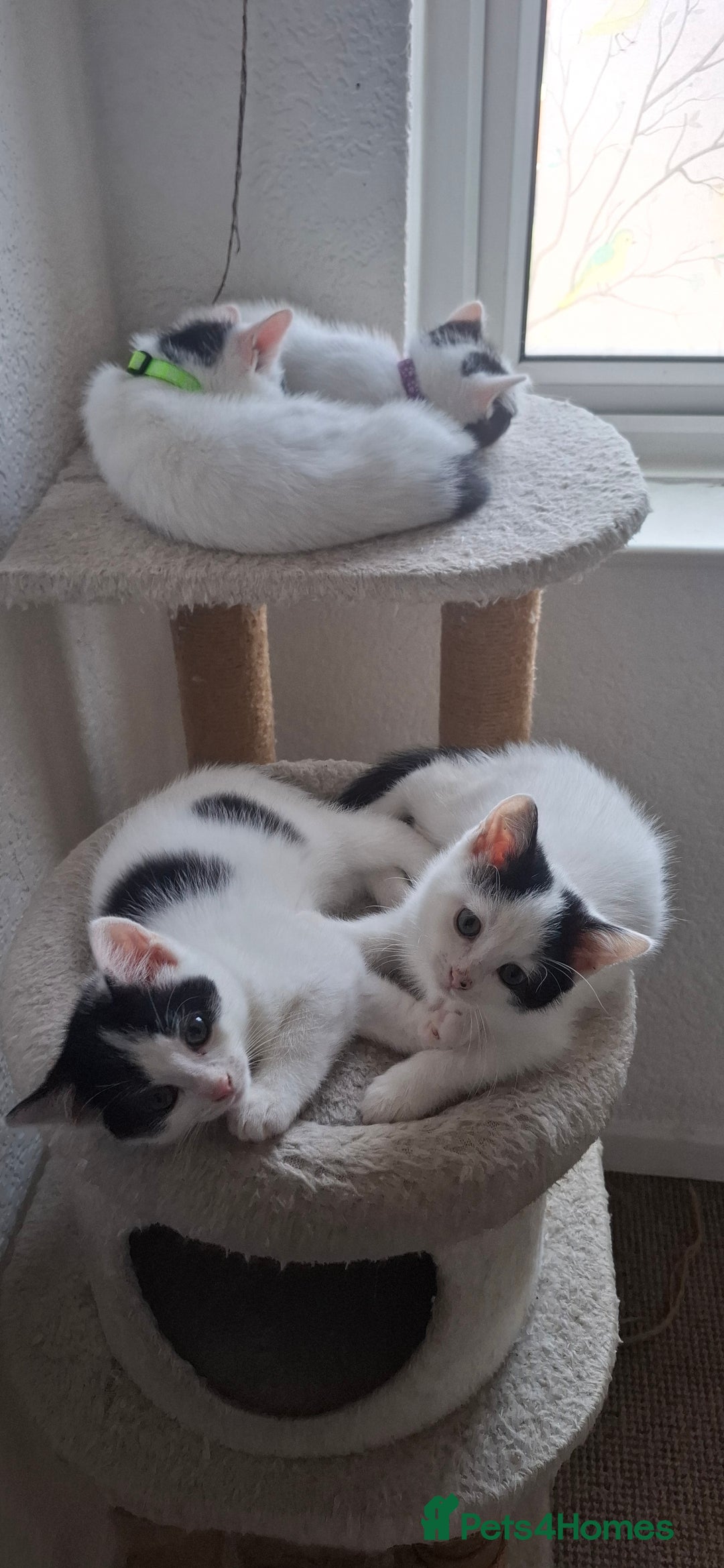 Mixed Breed cats for sale: Cute Furry Friends Ready to find new home. - Image 17
