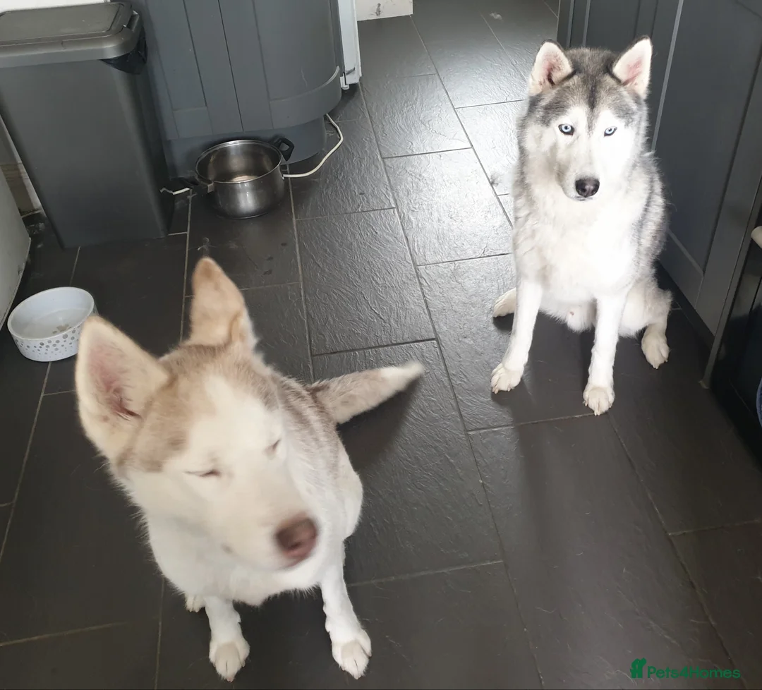 Siberian Husky dogs for sale: 2 adult siberian huskies in Ellesmere Port - Advert 2