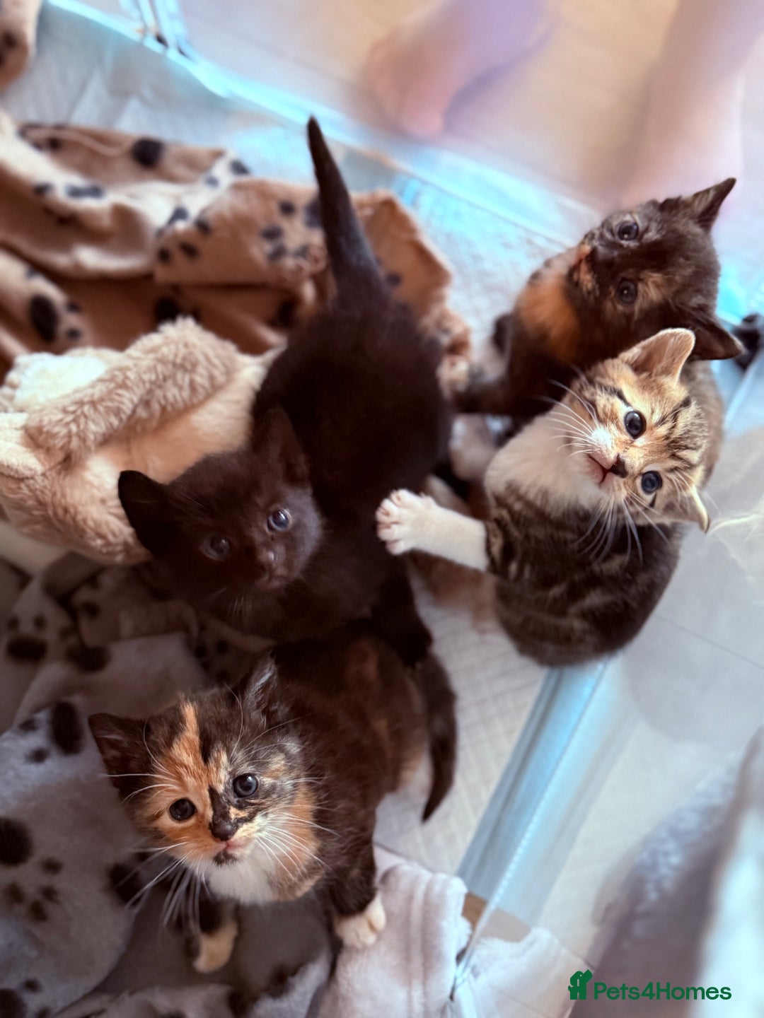 Domestic Shorthair cats for sale: Beautiful kittens - tabby and ginger mix - Advert 8