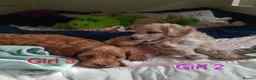 Cockapoo dogs for sale: Cockapoo puppies  - Advert 3