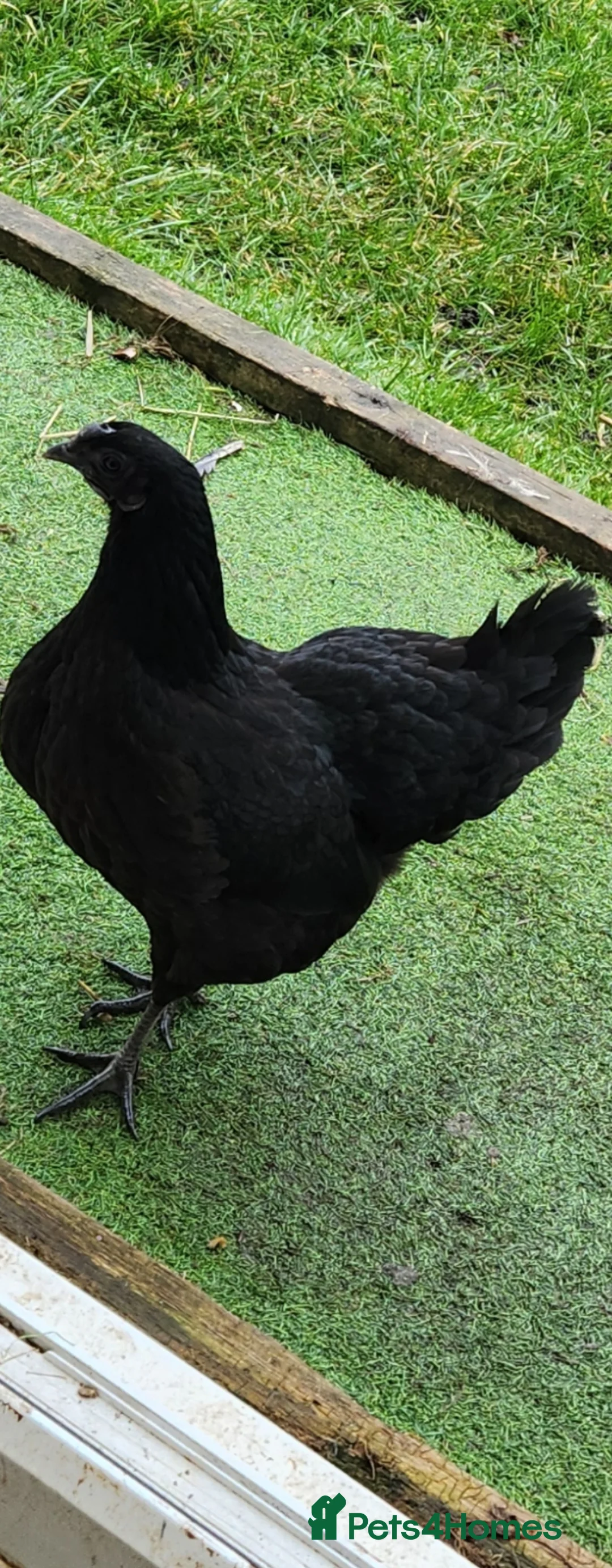 Chickens poultry for sale: Ayam cemani day old  in Skegness - Advert 2