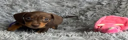 Miniature Dachshund dogs for sale: KC reg, PRA Clear Beautiful Natured Pups - Advert 20