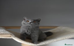 British Shorthair cats for sale: GCCF reg kittens looking for loving homes  - Image 4