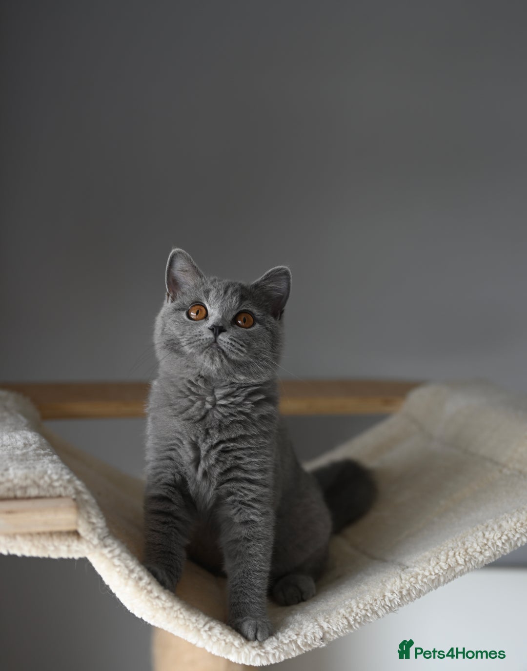 British Shorthair cats for sale: GCCF reg kittens looking for loving homes  - Image 4