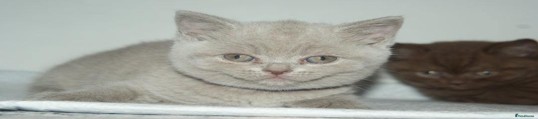 Lilac British Shorthair Kitten