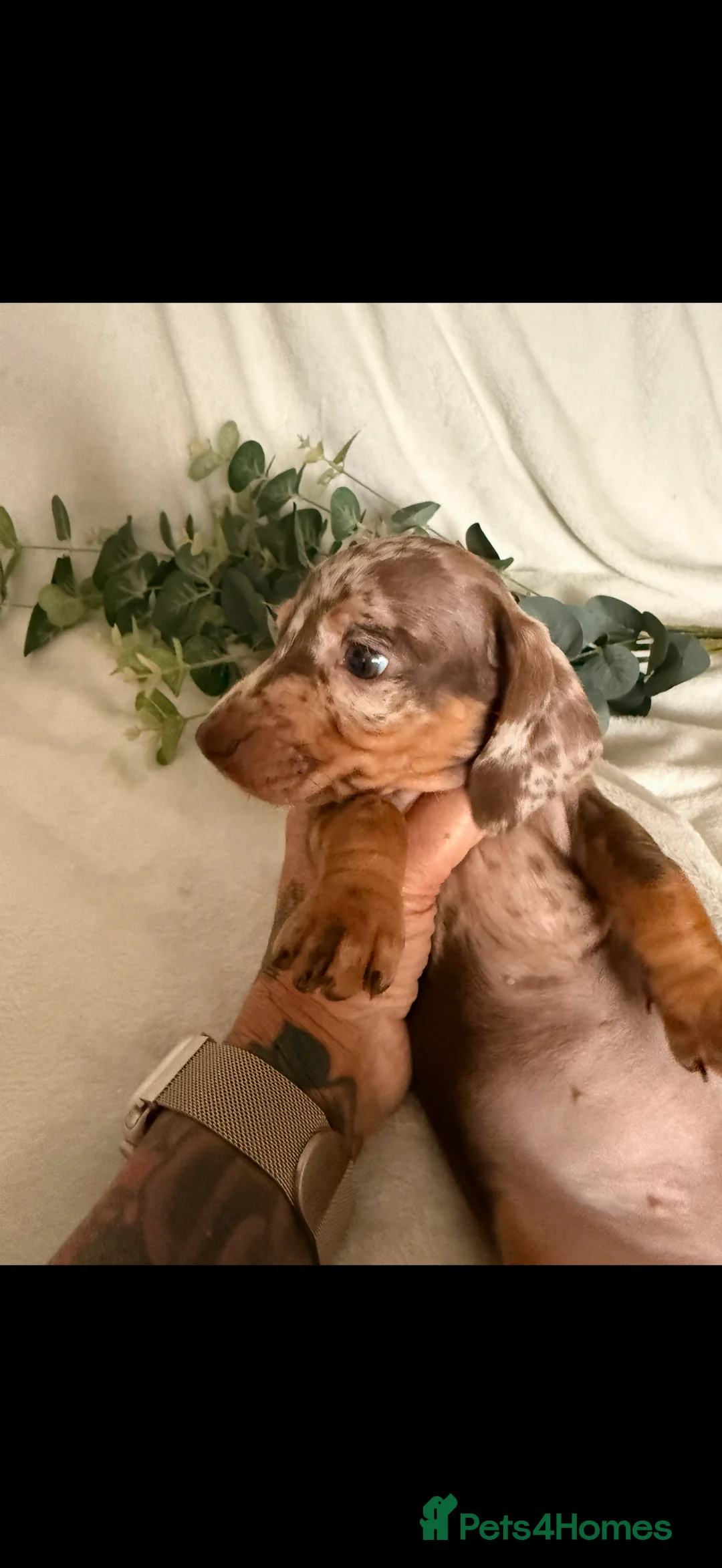 Dachshund dogs for sale: Beautiful miniature dachshunds dapple & Isabella  - Advert 17