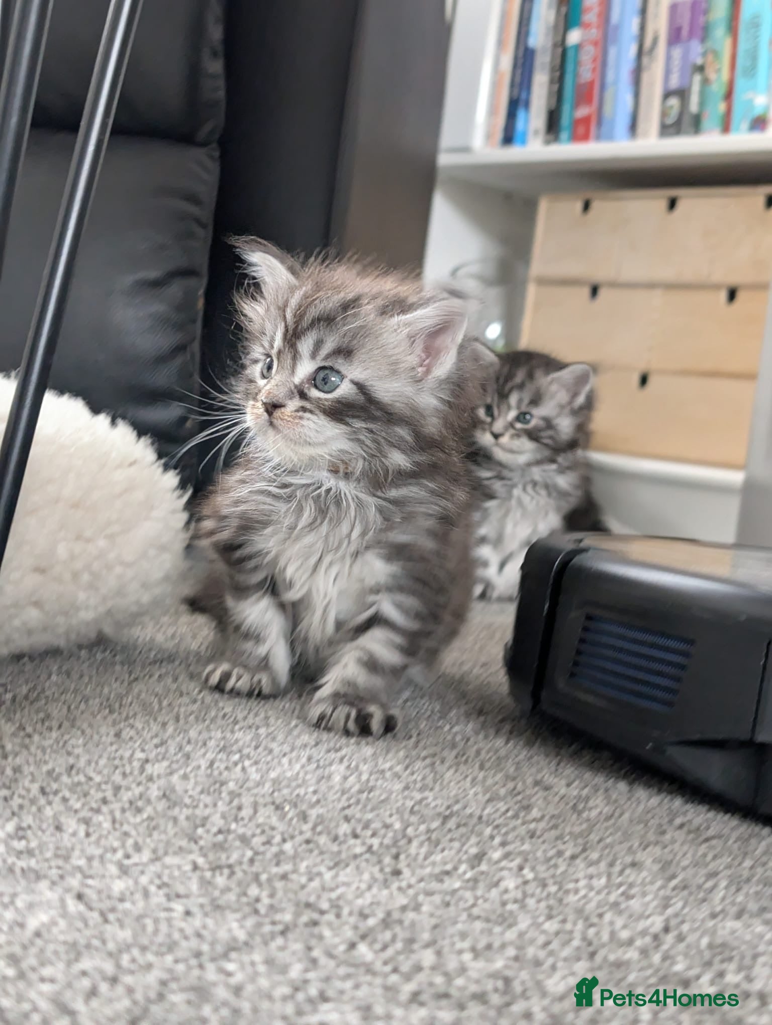 Maine Coon cats for sale: Maine coon kittens  - Advert 21