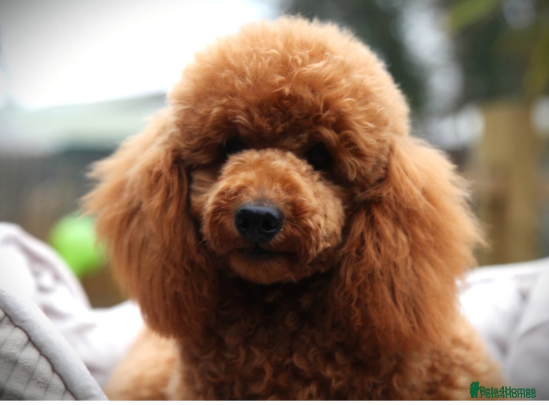 Cavapoo dogs for sale: Miniature cavapoo f1bb puppies - Image 6