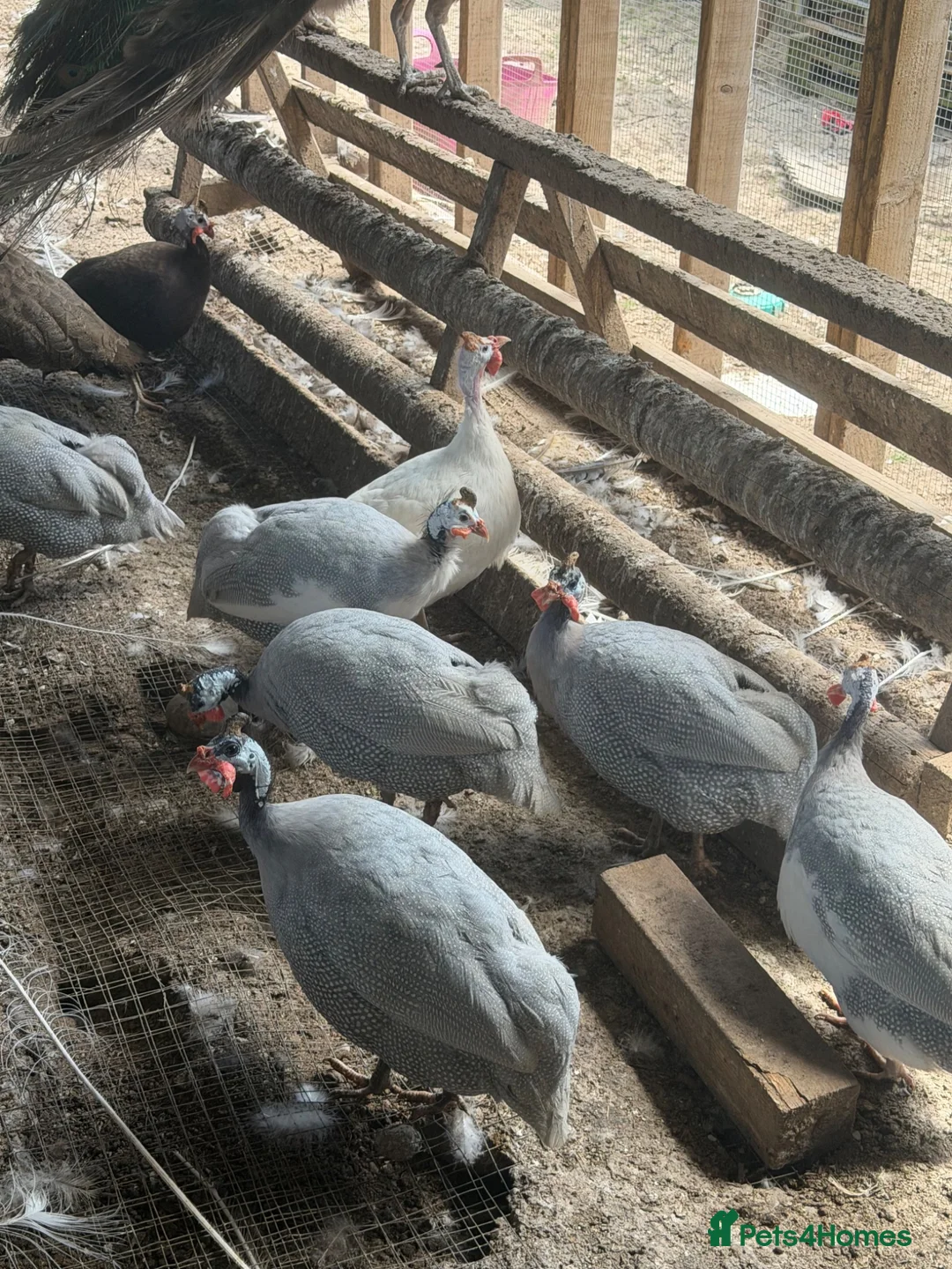 Guinea Fowl poultry for sale: Guinea fowl hatching eggs white lavender  - Advert 6