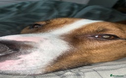 Mixed Breed dogs for sale: Hunter (Staffy X)  - Image 2