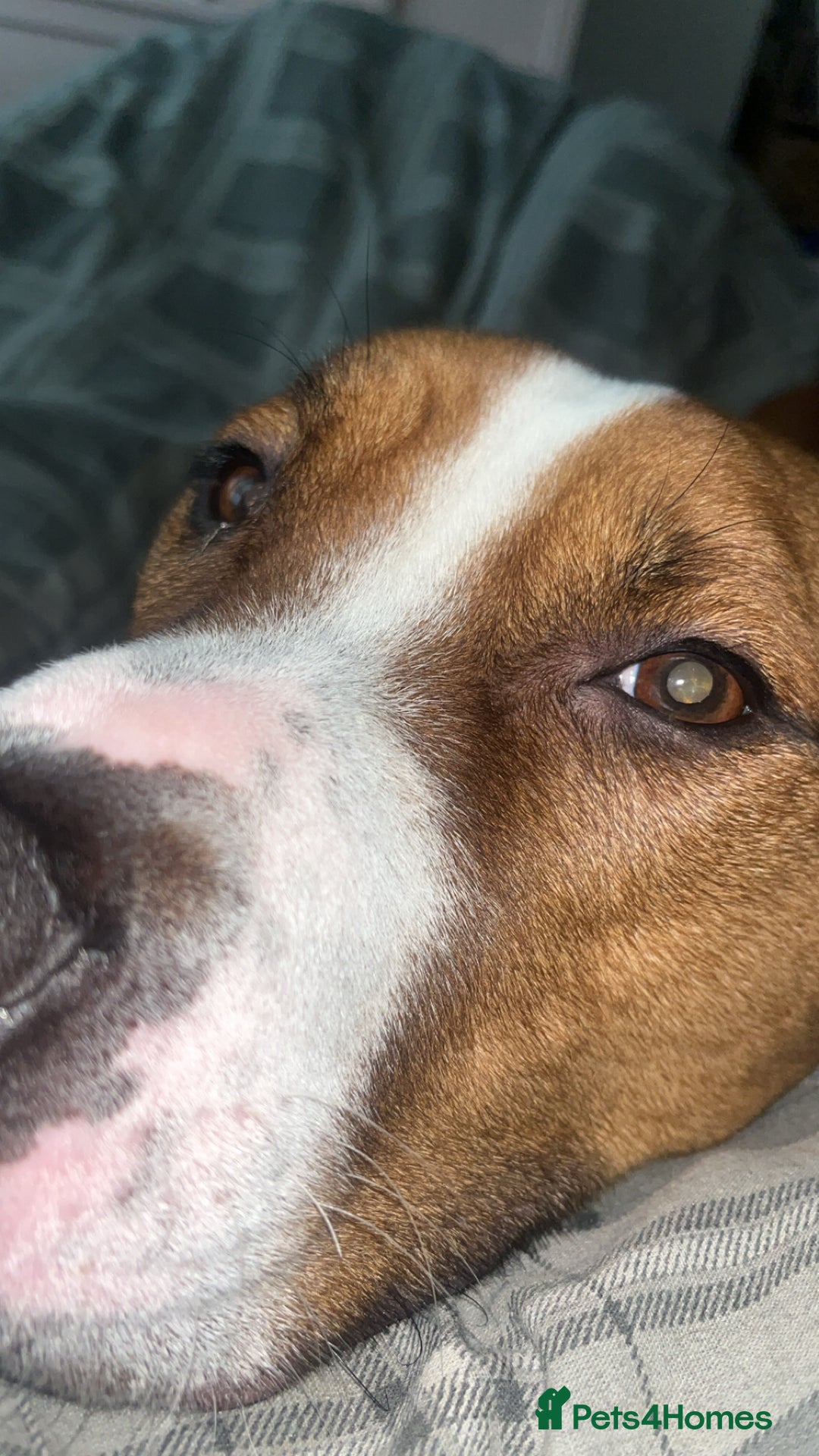 Mixed Breed dogs for sale: Hunter (Staffy X)  - Image 2