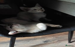 Bengal cats for sale: Snow bengal x seal point ragdoll kittens - Image 7