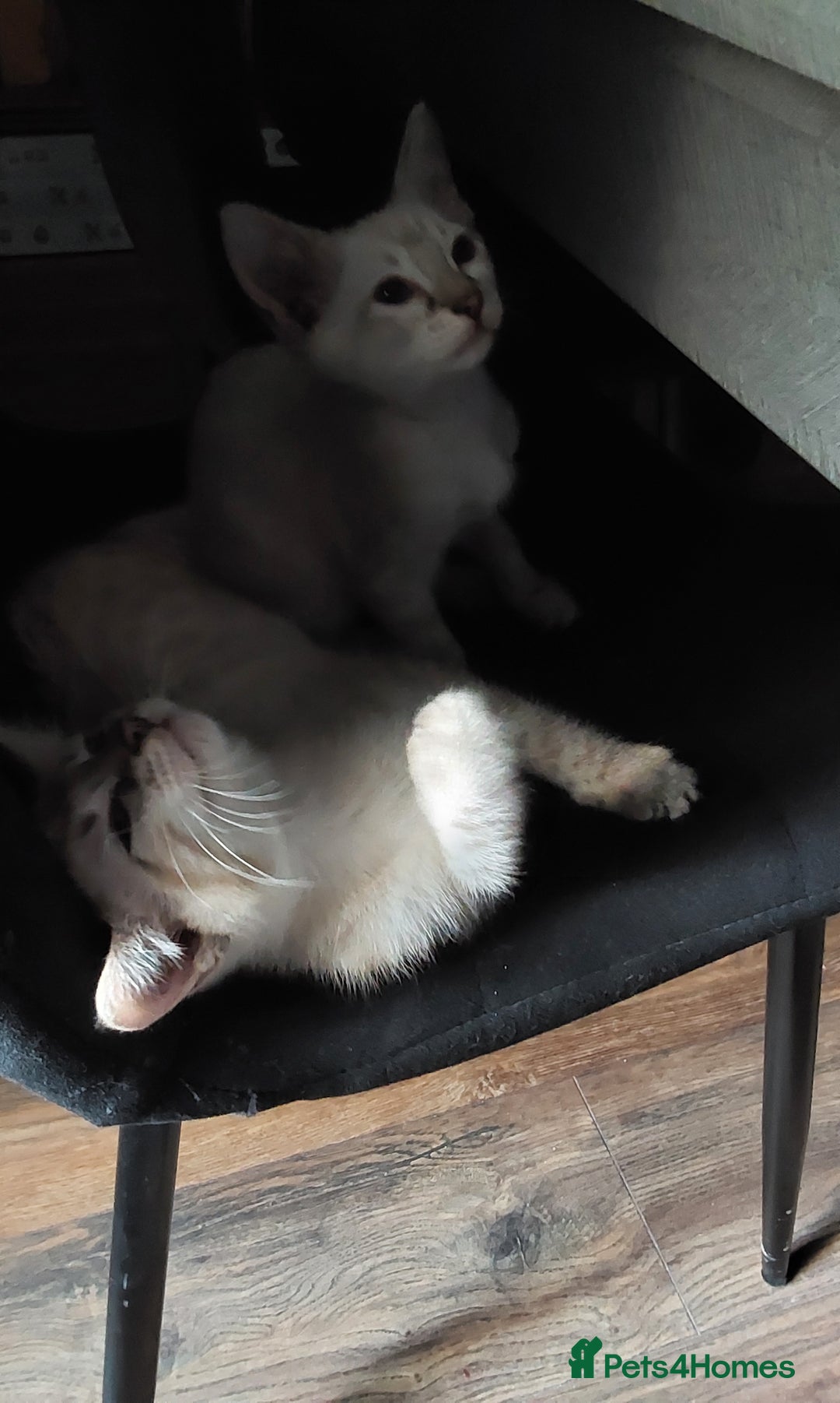 Bengal cats for sale: Snow bengal x seal point ragdoll kittens - Image 7