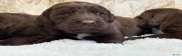 Cockerdor dogs for sale: Chunky Cockador puppies 🐶  - Advert 13