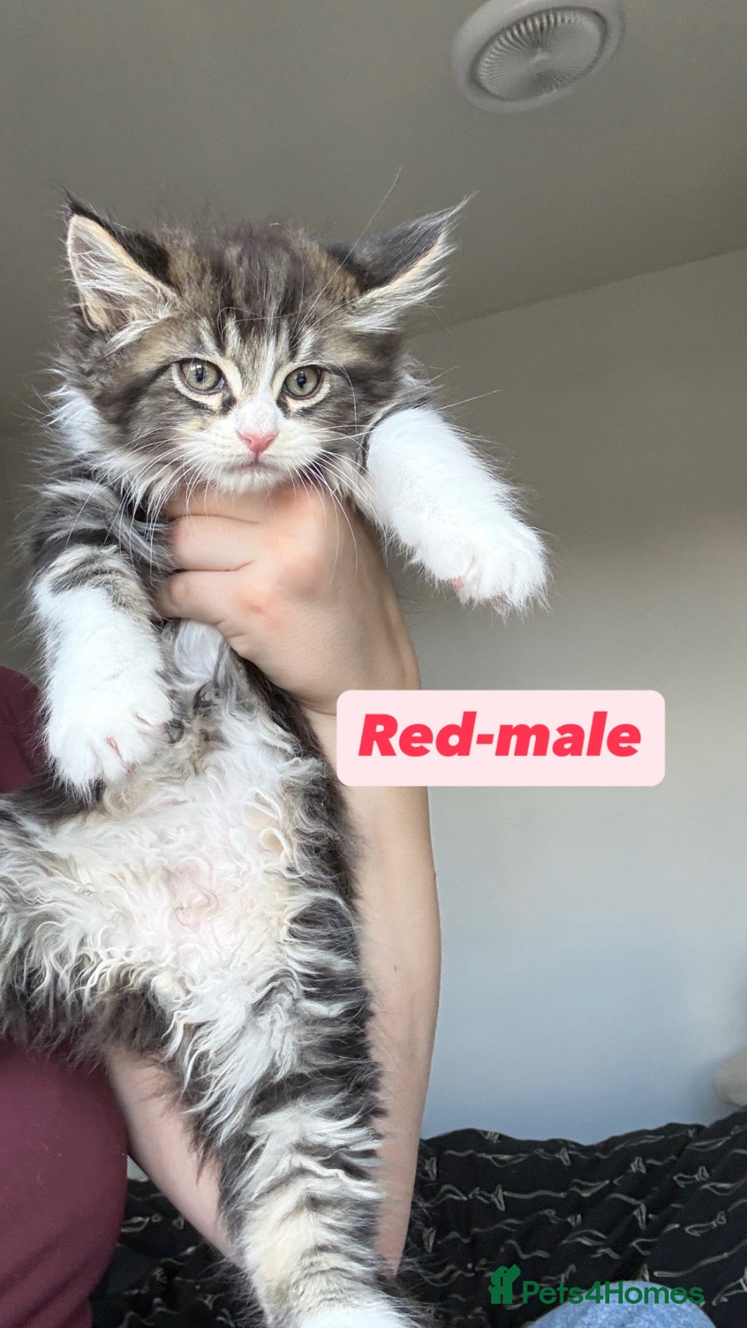 Maine Coon cats for sale: A fluffy Maine coone kitten  - Advert 1
