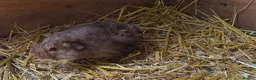 Guinea Pig rodents for sale: 🐹 Stunning Alpaca Guinea Pigs – 3 Male Brothers  - Advert 10