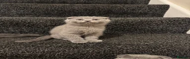 Scottish Fold 4