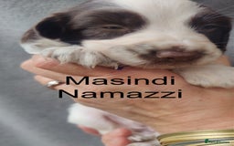 English Springer Spaniel dogs for sale: Highest Quality 8 DNA tested CLEAR KC reg puppies - Image 9