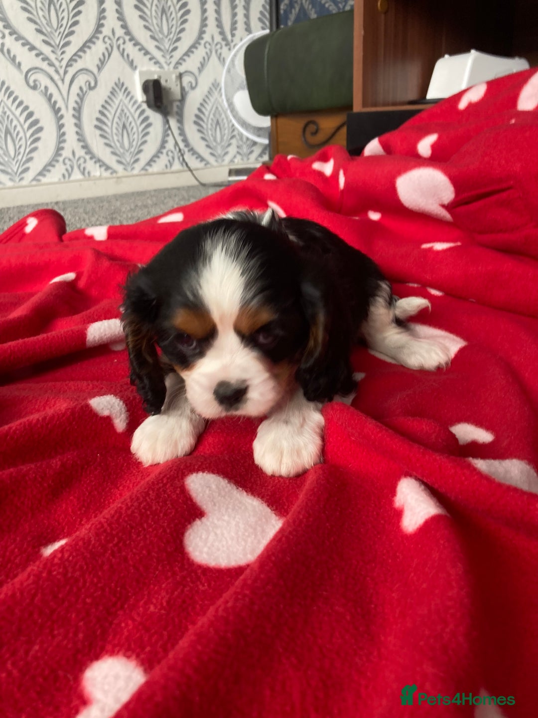 Cavalier King Charles Spaniel dogs for sale: Cavalier King Charles Spaniel! - Image 10