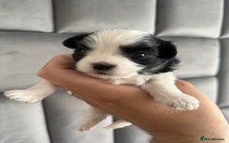 Maltipoo dogs for sale: Stunning Tiny Korean Maltipoo’s PRA clear 🧬  - Image 3