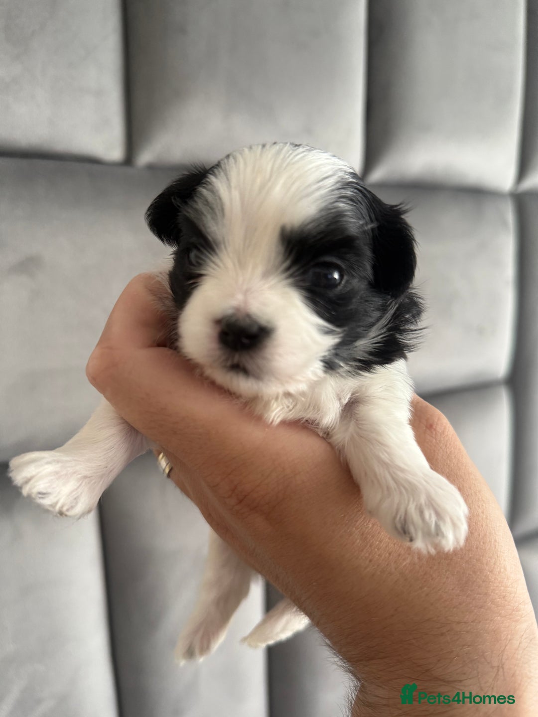 Maltipoo dogs for sale: Stunning Tiny Korean Maltipoo’s PRA clear 🧬  - Image 3