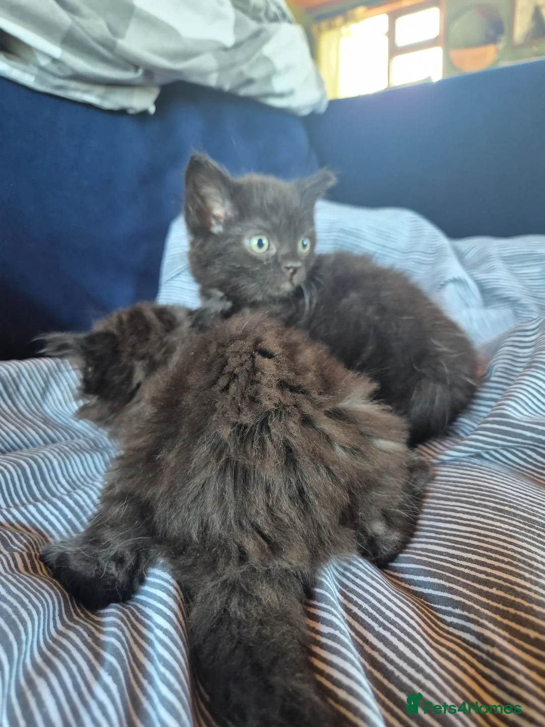 Mixed Breed cats for sale: Mixed Breed Cross Ragdoll Kittens - Advert 10