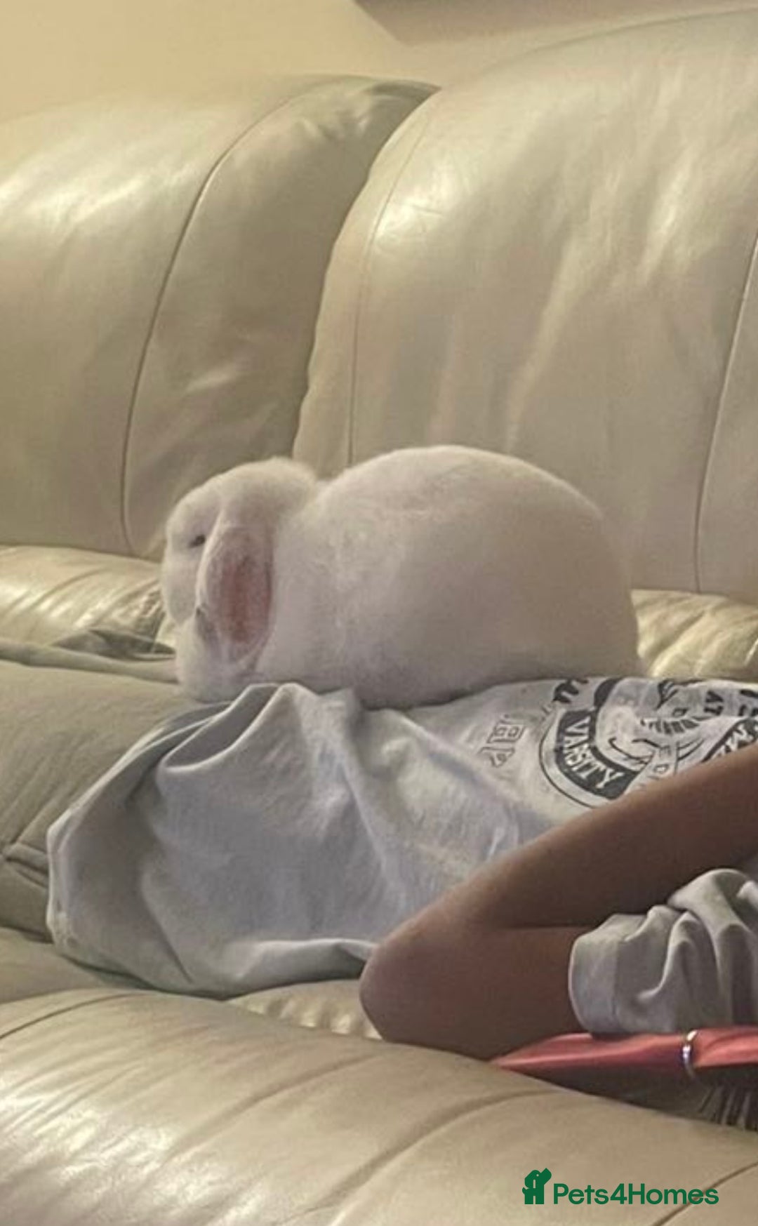 Mini Lop rabbits for sale: Cute, friendly white female mini lop bunny  - Advert 9