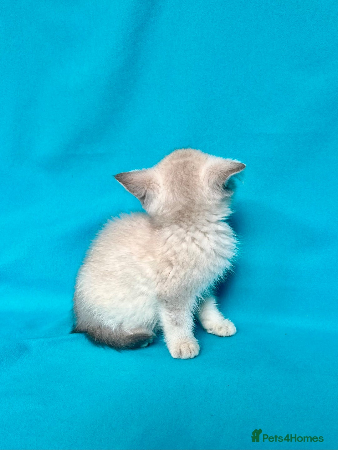 British Shorthair cats for sale: 🐾Purebred BSH kittens🐾 - Image 8