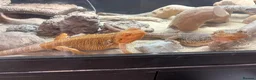 Bearded Dragon reptiles for sale: Full setup + bearded dragons  in Kingston upon Thames - Advert 2