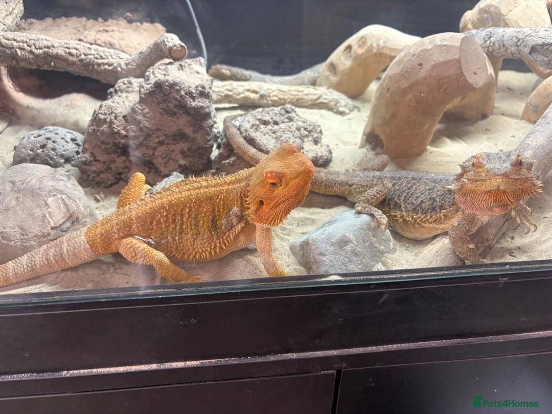 Bearded Dragon reptiles for sale: Full setup + bearded dragons  in Kingston upon Thames - Advert 2