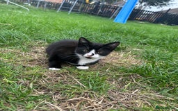 Mixed Breed cats for sale: Lovely adorable kittens - Image 3