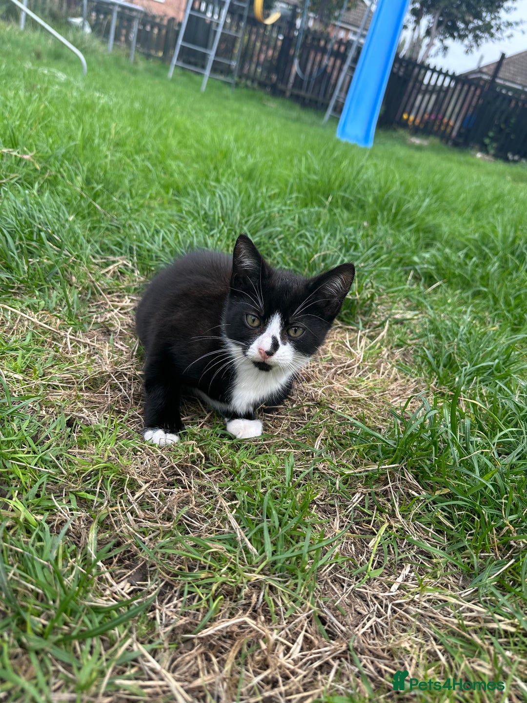 Mixed Breed cats for sale: Lovely adorable kittens - Image 3